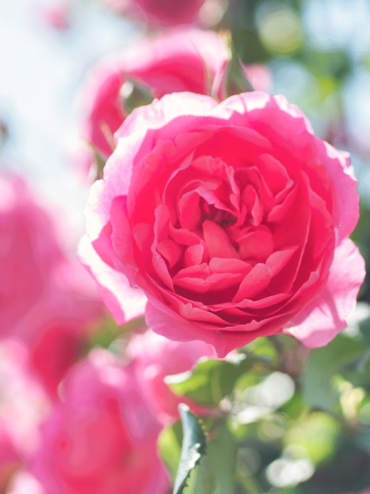 [Image1]Roses in Wakazono Park in Ibaraki City, Osaka Prefecture.He seemed to be smiling kindly.I feel that 