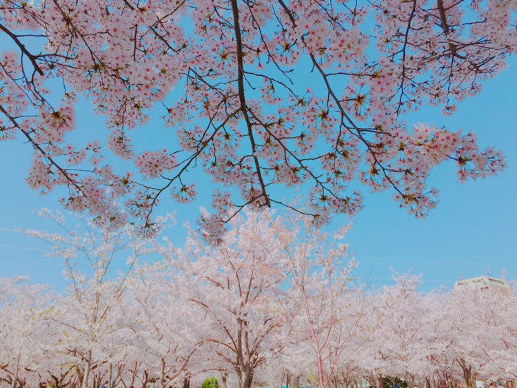 [画像1]青空に桜が生えていました。