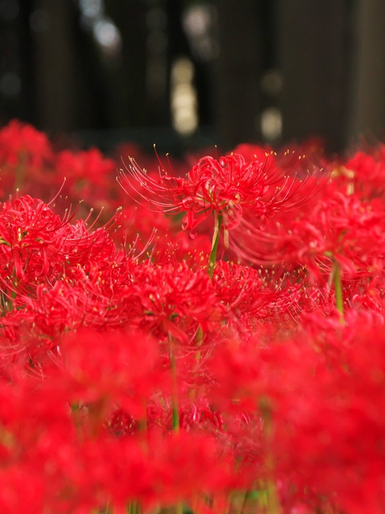 [Image1]Red World ~Matsudo・Sokoin Forest~