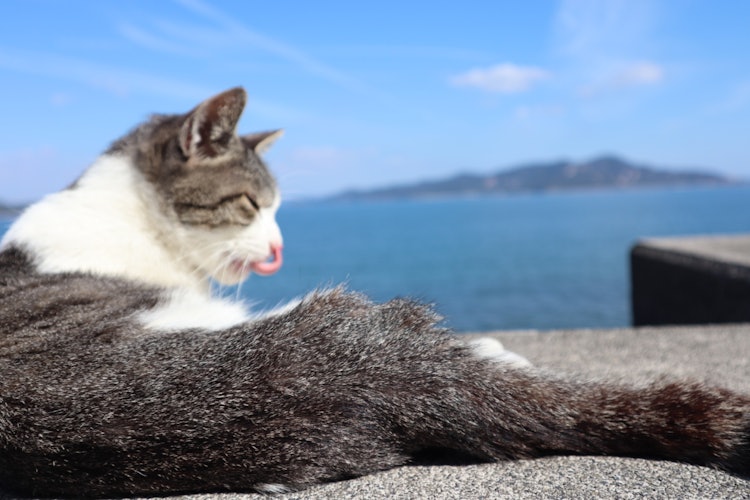 [画像1]猫好きにはたまらない猫島、佐柳島🏝島に着いた途端沢山の猫達がお出迎えしてくれます🐱人馴れした猫ちゃんばかりで、島での空間はほんとに癒しの一時☺️日本ならではの風景ではないかなと思っています🐈🪄︎︎
