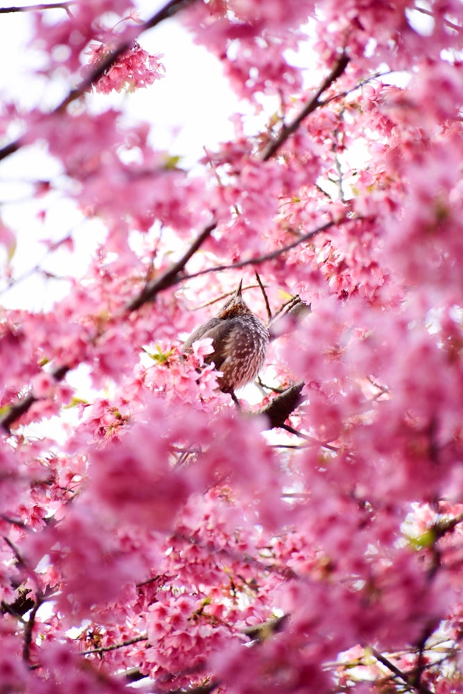 [相片1]在春天，看着鸟儿在樱花中兴奋是一种乐趣——很高兴能捕捉到粉红色樱花框的鸟儿时刻。这张照片拍摄于东京练马区的大泉中央公园。