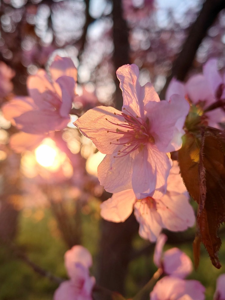 [画像1]今朝のエゾヤマザクラ。先週末に桜が満開になっていて北海道は晴れていたんですけど黄砂が酷くて最悪でした。今日になってやっと綺麗な青空が見えたんですけど市内では桜がピークを超え既に散り始めています。