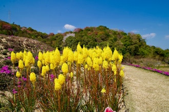 [이미지2]시바 벚꽃은 벚꽃 개화 직후에 피어납니다. 푸른 하늘을 배경으로 꽃 카펫 같은 풍경이 더욱 아름답습니다.