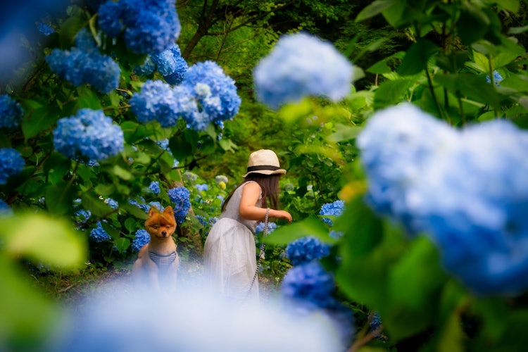 [Image1]Hydrangea in Miki City Gayain TempleI photographed my daughter in the style of a girl in the forest,