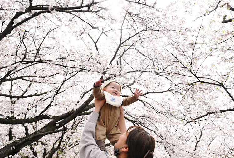 [이미지1]촬영 장소: 에히메현 이마바리시 소자가와 강만개의 벚꽃을 즐기는 아기와 엄마