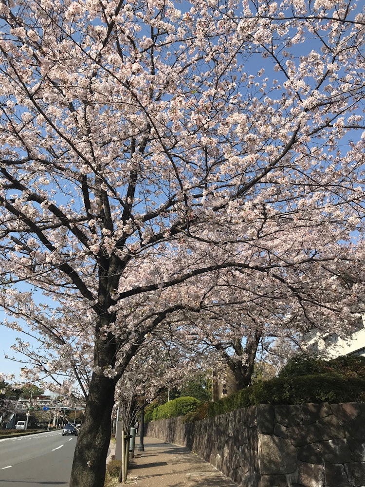 [이미지1]도쿄에서 벚꽃을 보았을 때 찍은 사진입니다. 매년 이맘때쯤이면 벚꽃이 만개하여 벚꽃을 볼 수 있는 좋은 장소입니다.