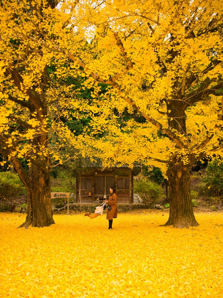 [相片1]兵庫縣有一棵像兩對情侶的大銀杏樹，妻子和女兒在適當的時候分散，玩著黃地毯