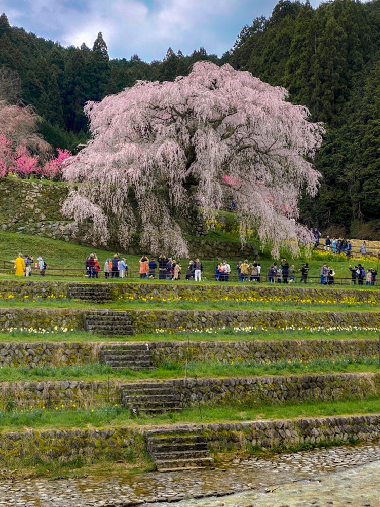 [相片1]今年我又去了。這是一朵迷人的下垂櫻花，您每年都會想看到。奈良宇田市2024年4月在iPHONE上拍攝