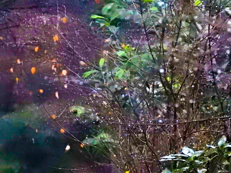 [相片1]感謝您的觀看。我有我出生和長大的地區灌木叢日子的照片。這一天是2022年12月22日星期四清晨我拍攝了植物在安靜的雨滴中閃閃發光。請像繪畫一樣欣賞神秘的世界觀。
