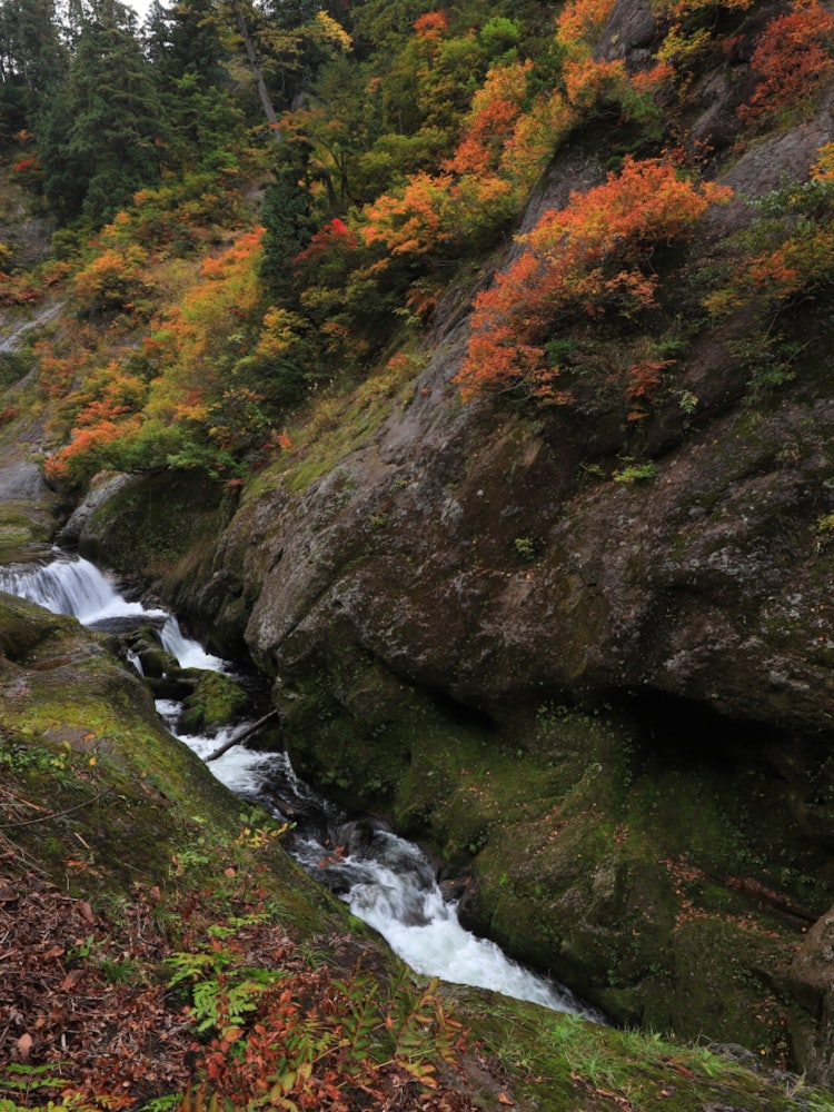 [Image1]This is the autumn foliage scenery of Komata Gorge in Kitaakita City, Akita Prefecture. Komata Gorge