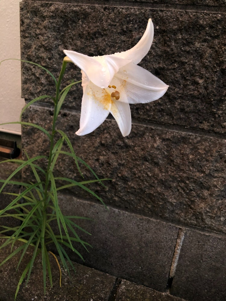 [Image1]A lily that grew in the parking lot of my parents' house. Beautiful yet strong, I was impressed by t