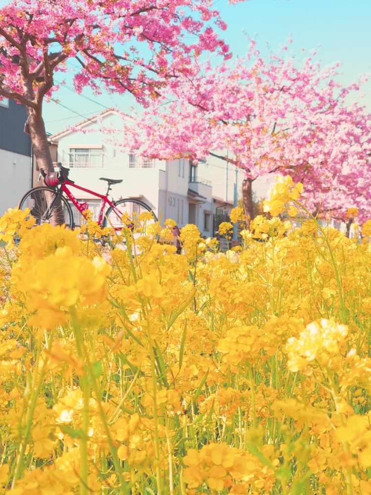 [相片1]油菜花和樱♡花#弹簧 #自行车