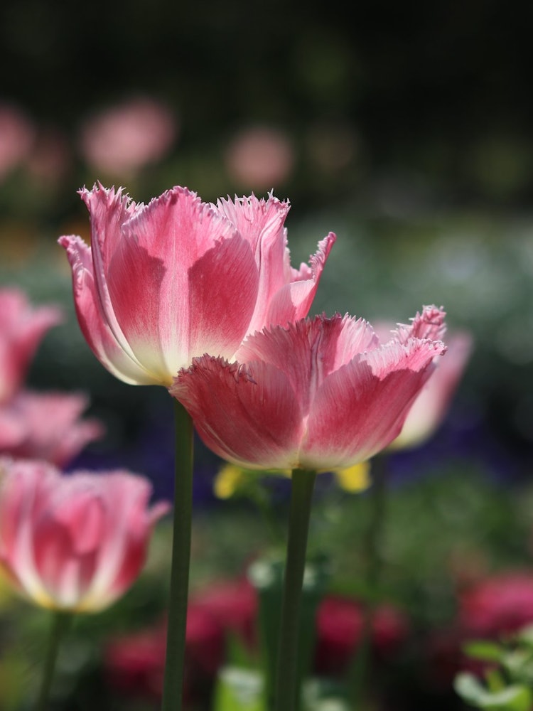 [Image1]We went to the flower park on our spring trip!The tulips bloomed gorgeously, and my heart was excite