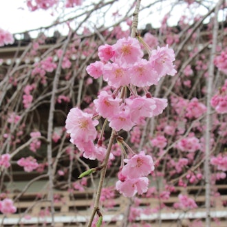 [相片2]成田崇光令堂是一个安静的赏樱景点