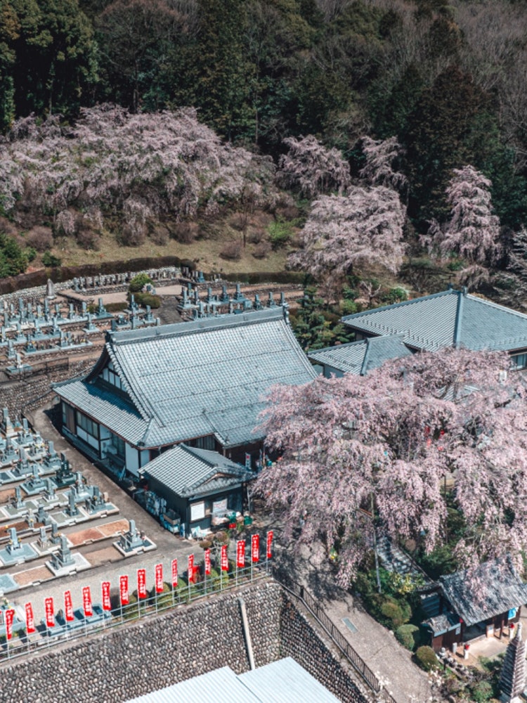 [이미지1]나는 봄에 Linyang Temple의 공중 전망을 찍었습니다.시다레자쿠라(수양 벚꽃)에서 인기 있는 사원입니다.기간 한정 일루미네이션도 있습니다.※ 가실 분은 벚꽃 기금에 협력 