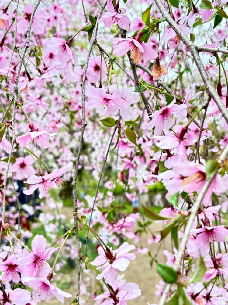 [이미지1]벚꽃이 만개한 매화 공원에서 찍은 사진입니다.생생한 솟아나다 색을 즐겨주세요.