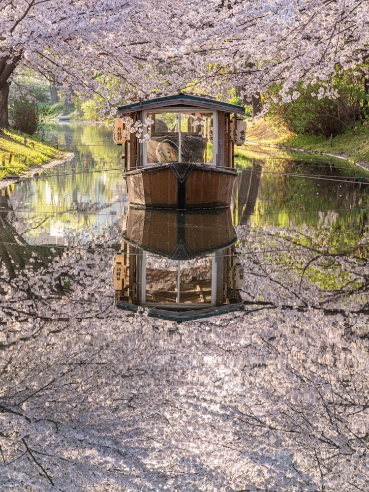 [相片1]這是一艘位於京都伏見的伏見十石船。春天，這個地方開🌸滿了櫻花