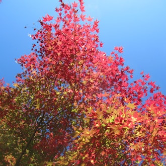 [Image2]Naritasan Park Gradation of shining autumn leaves