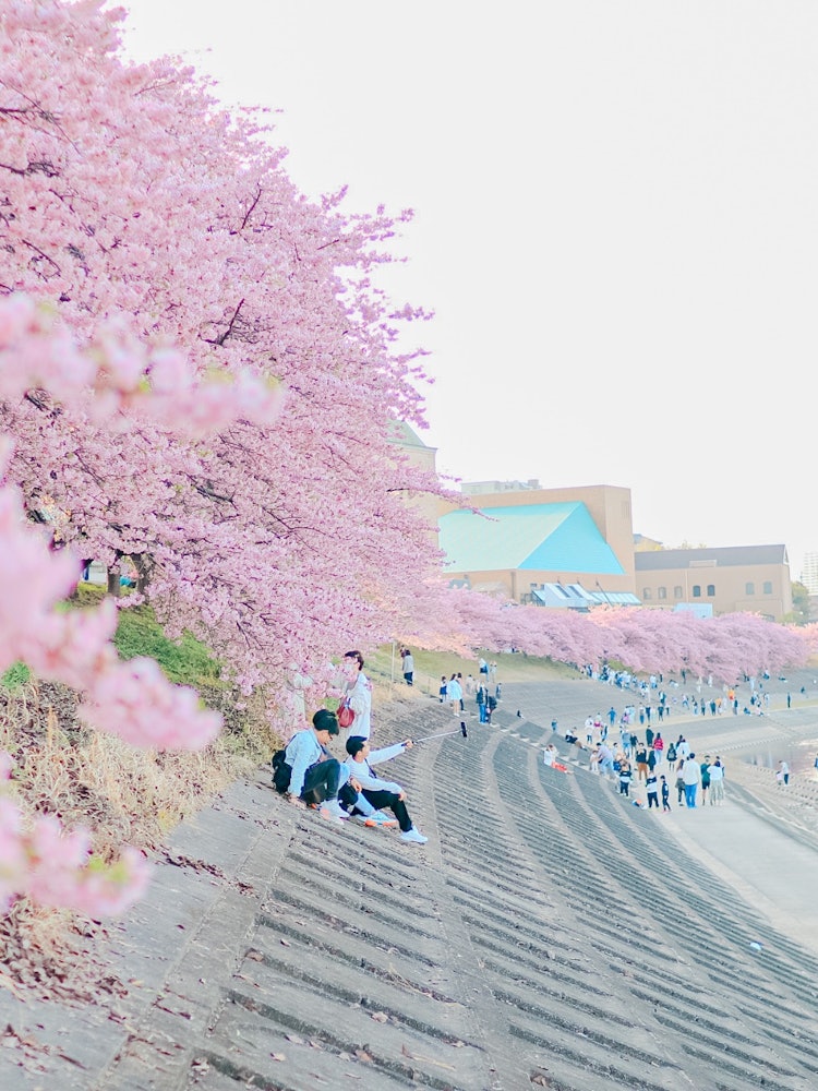 [Image1]Kawazu cherry blossoms on the Otogawa riverbed near Okazaki CastleIt is a memorable place that you w
