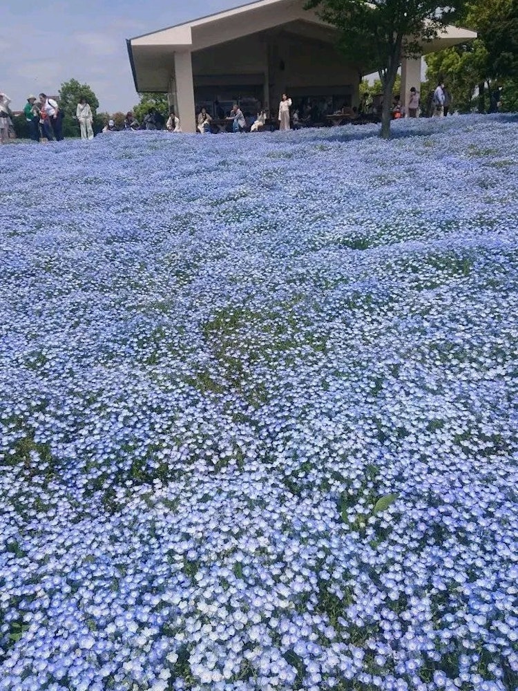 [이미지1]도쿄도 아다치구의 도네리 공원에 있는 네모히라입니다. 2023.4,20