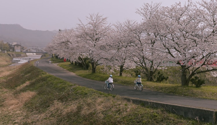 [Image1]Yellow sand and cherry blossoms