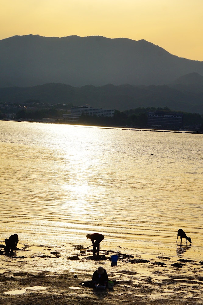 [画像1]広島県宮島では引き潮になると島民が貝などを求めて浜辺へやってきます。 神域で暮らしている鹿も藻などを探しに海へ入ってきます。 鹿と人間が一緒になって夕日に照らされて海の幸を探している姿はこの地ならでは