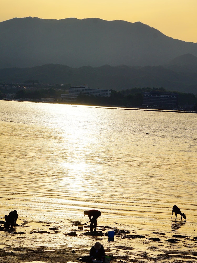 [Image1]In Miyajima, Hiroshima Prefecture, when the tide is low, islanders come to the beach in search of sh