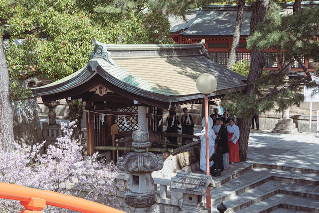 [画像1]桜が満開の大阪の住吉大社です。ここは格式で歴史的な神社でありながら、春になると満開の桜で一層有名になったところです。