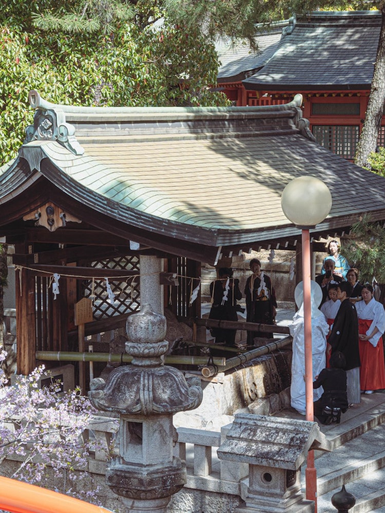 [Image1]It is Sumiyoshi Taisha Shrine in Osaka where cherry blossoms are in full bloom.This is a prestigious