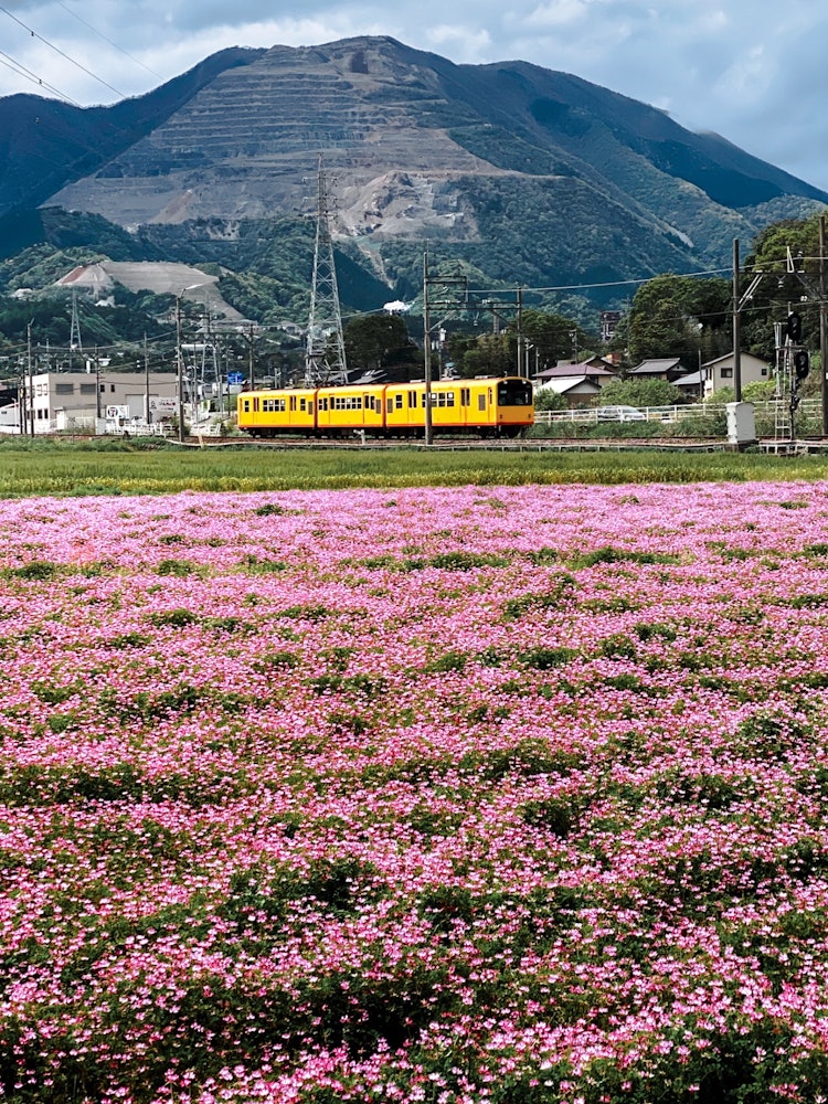 [相片1]以三重縣稻邊市代表藤原山為背景，三木鐵道北成線的黃色火車在荷花田的地毯上行駛。 我在稻邊市拍了一張春天的場景。2024年4月