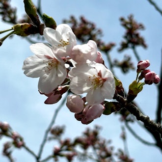 [相片1]🌸 到达松前町的樱花前线 🌸今天，2024年4月16日（令和6日），在松前市政厅商贸观光部上午11点，我们宣布了染井吉野的开花，这是一棵降落在北海道樱花前线的标准树。今年，它🌸比往年早了11天，比去年