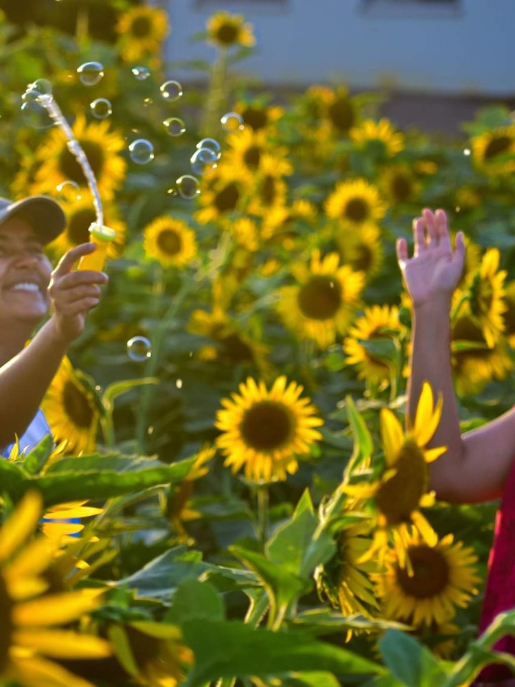 [Image1]A playful afternoon of Summer... Both of them were super happy when the owner of the sunflower field