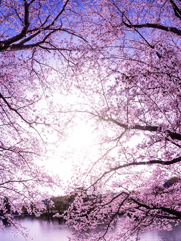[相片1]仓敷市的坂津公园是位于高桥川集水池岸边的综合公园。公园内约有500棵吉野樱花和八重樱花盛开，您可以一边散步，一边欣赏水面上倒映的樱花。