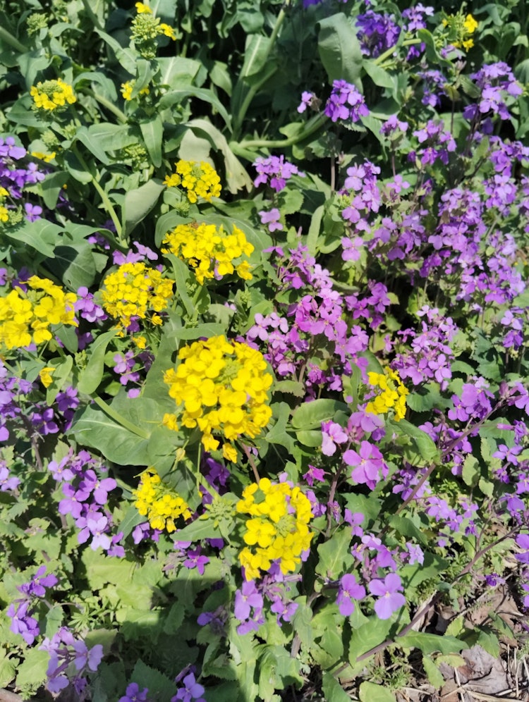 [相片1]這是一朵春天的花，生長在離我家不遠的碎石路上。我看到了可愛的黃色和紫色，並拍了一張照片。
