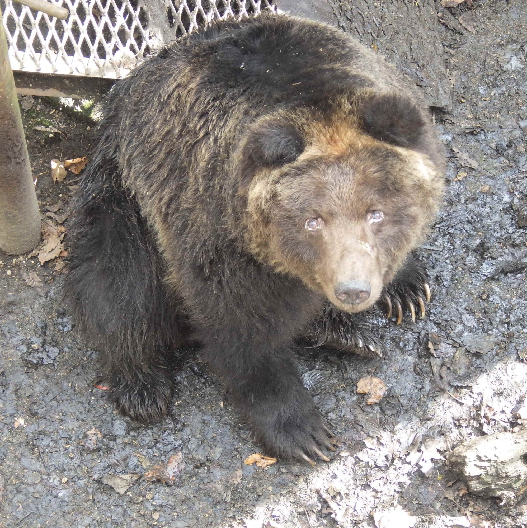 のぼりべつクマ牧場 - 日本の魅力発信インバウンドSNS「クールジャパンビデオ」