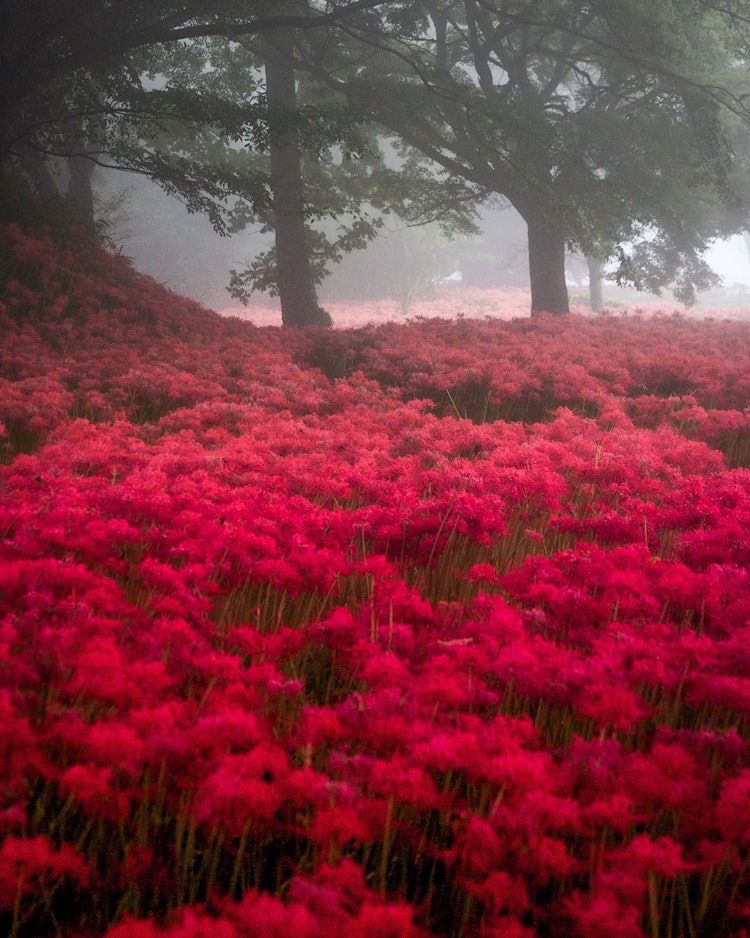 [画像1]霧の中の彼岸花。 大分県 七ツ森古墳群では幻想的な紅の絨毯が広がります。