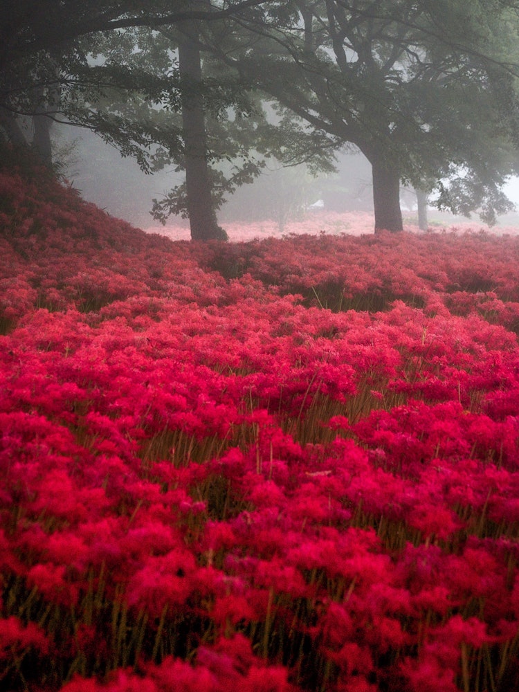 [Image1]Higanbana in the mist. In the Nanatsumori burial mounds in Oita Prefecture, a fantastic red carpet s
