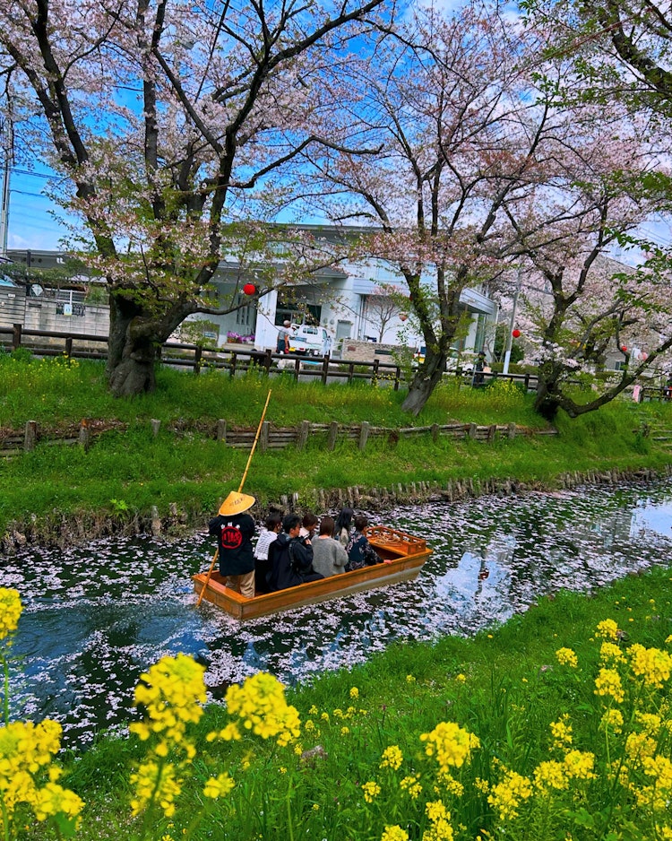 [相片1]攝於24年4月12日。在川越日川神社的後面，是新加西川的榮譽櫻花。一艘船正在穿過花筏。