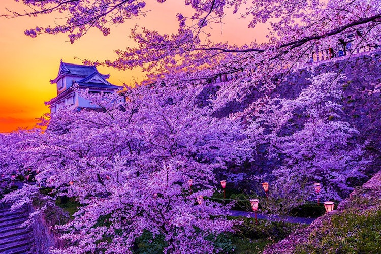 [相片1]冈山县津山市的鹤山公园是津山市的象征，被选为日本冈山县“100个最佳樱花景点”之一。 约1000棵樱花盛开的景色非常美妙。 夜晚点亮的樱花还有另一种美感。