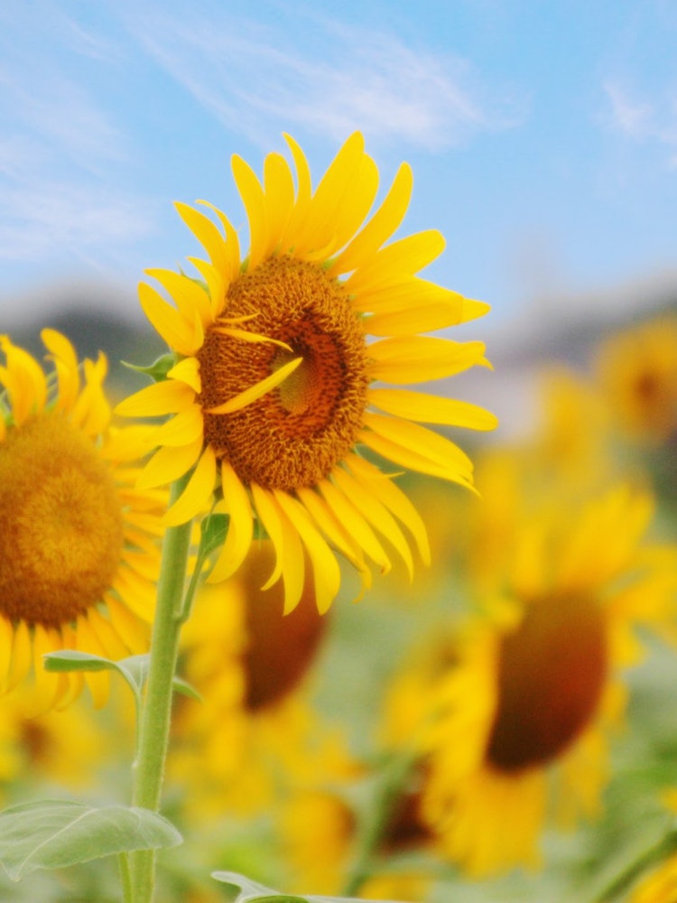 [Image1]A summer tradition in Nogi Town, Tochigi Prefecture, sunflowers.Many sunflowers were exposed in the 