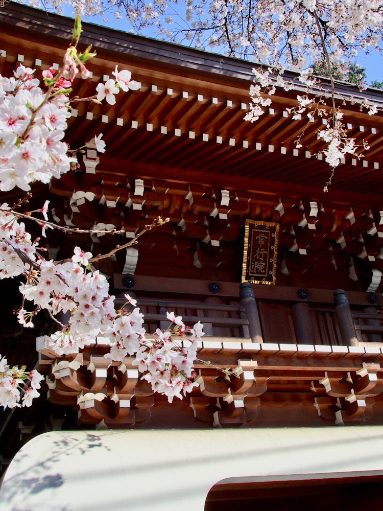 [Image1]Location: Chofu City, TokyoTaishoji Temple is close to Chofu Station.The scenery with the cherry blo