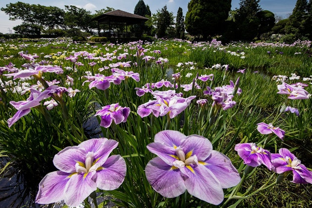 [Image1]RSK Rose Garden in Fucheon, Kita-ku, Okayama City is a rose garden with 12,000 roses of 450 varietie