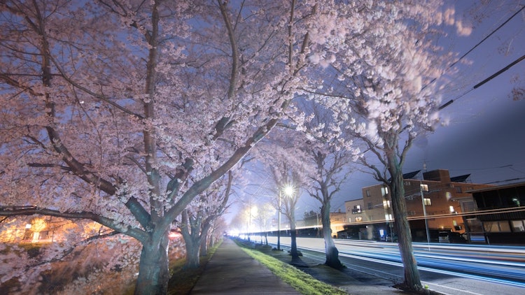 [相片1]夜樱花和光道北海道札幌的“新川樱花大道路”上的夜樱花这个地方覆盖着约10.5公里（超过750棵树）的樱花，据说是日本最长的一排樱花树。这排樱花树花了当地居民3年时间种植，25年后变成了这样。我剪掉了它
