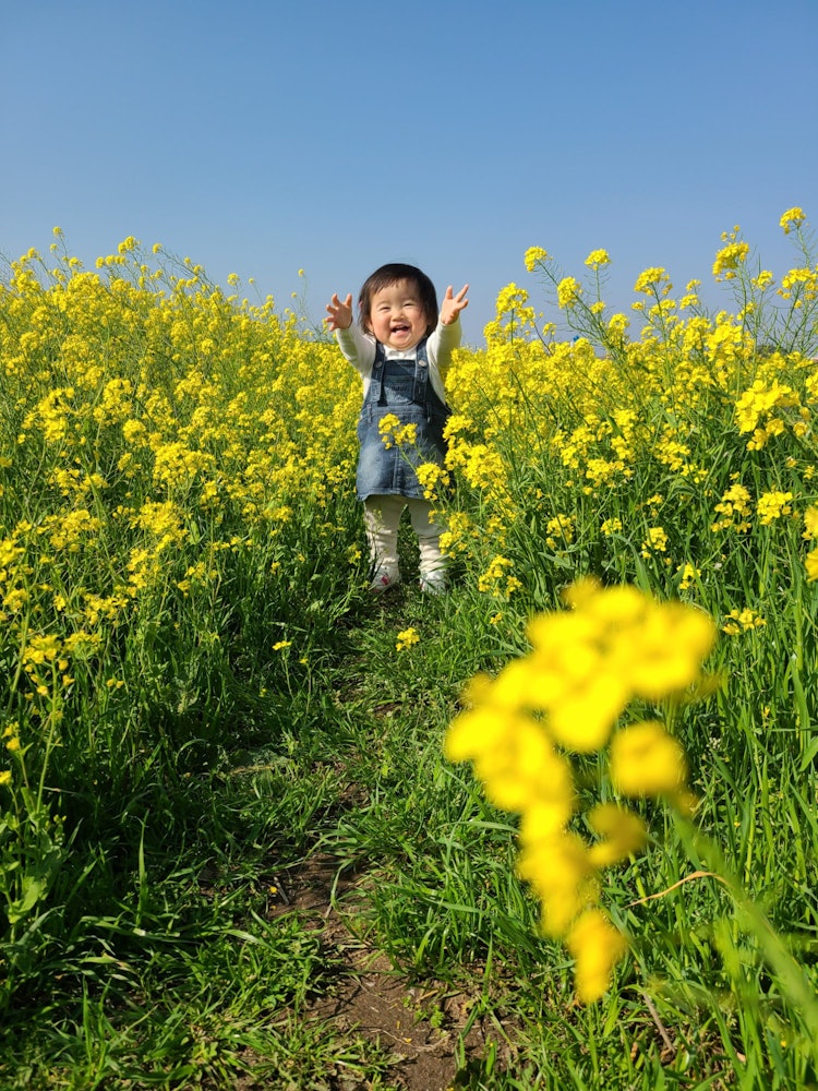 [Image1]Rape blossoms along the Edogawa River! I have been visiting every year since I got married, and this