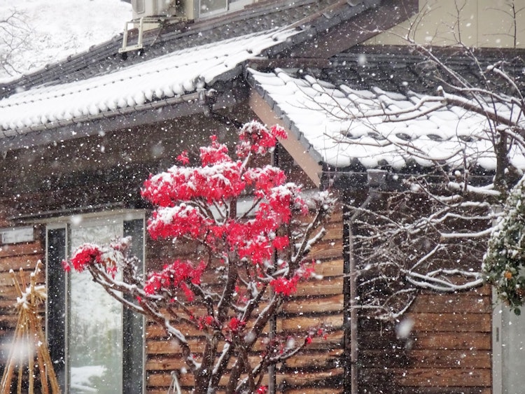 [画像1]秋がまだ去っていないときに急いで冬が来ました富山県 2020