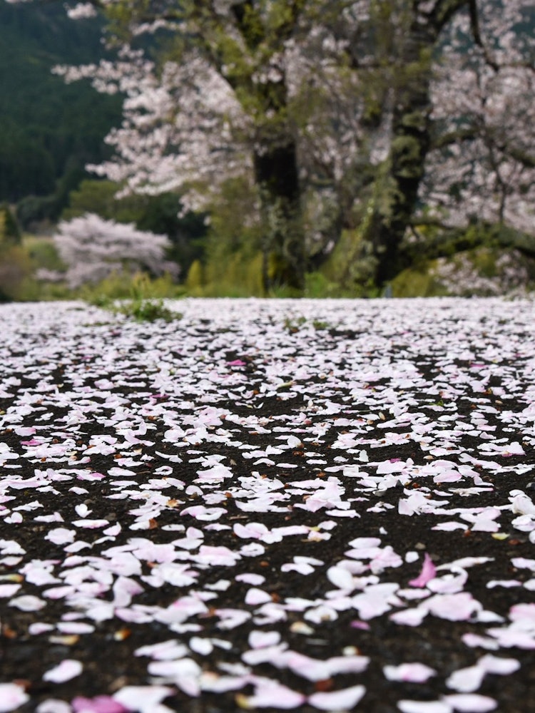 [画像1]惜しまれつつも散る桜、また来年ですね。