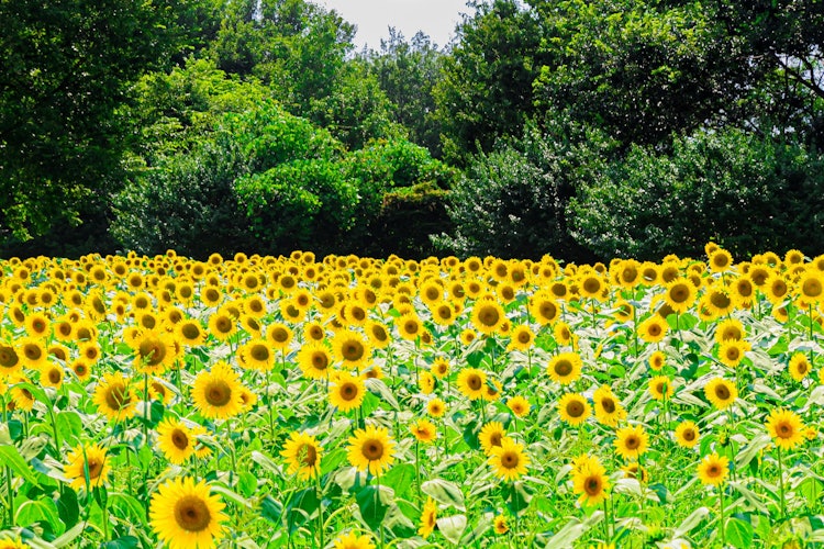 [相片1]這是夏天在昭和紀念公園拍攝的向日葵田。說到夏天，當我看到這些明亮的黃色向日葵時，我感覺更好，我覺得我感覺更明亮了。我認為在盛開時感受夏天，隨著逐漸枯萎而感到夏天即將結束，這是夏季的主食。