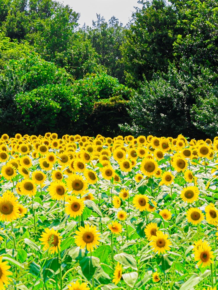 [Image1]This is a sunflower field taken in Showa Kinen Park in summer.When it comes to summer, I feel better