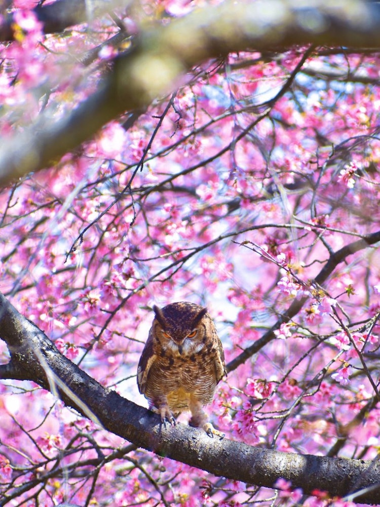 [画像1]渡辺正三郎の美しい木版画があり、私はかつて「フクロウと桜」という名前で見たことがありますが、フクロウのような夜行性の鳥が白昼に見られるとは思ってもみませんでした。ですから、私にとっては珍しい光景であり