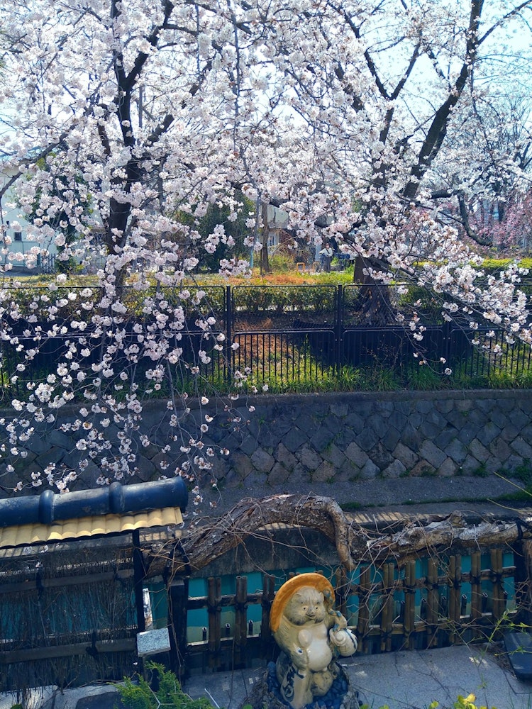 [画像1]大阪市東住吉区、今川沿い。 四季折々美しい花が咲乱れる美しい場所です。 また信楽狸の置物や、瓦など和のアイテムが置かれ、絵になる写真スポットです。 春は桜満開で、しだれ桜や白い桜もあり、お散歩しながら